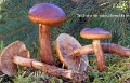 Tricholoma pseudonictitans-amf1885